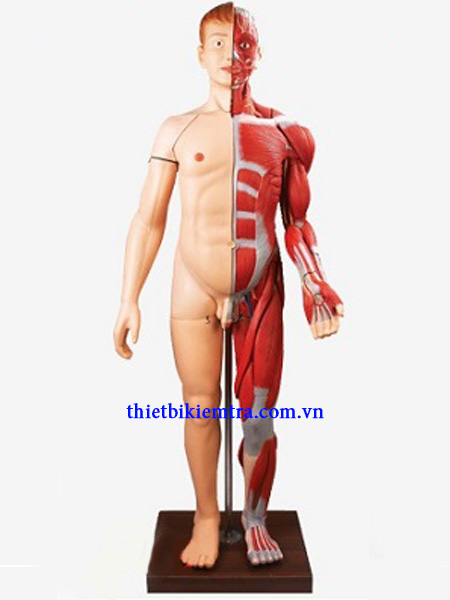 Mô hình giải phẫu cơ toàn thân GD/A10001