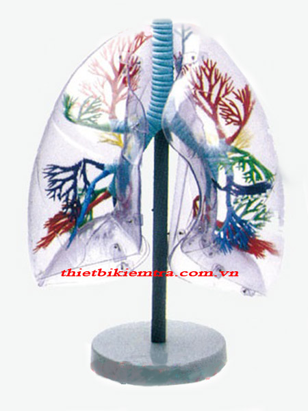 Mô hình giải phẫu phổi ở người GD/A13013